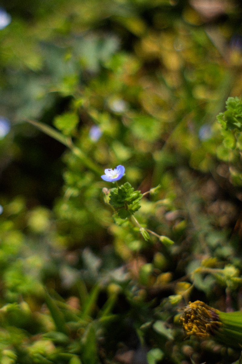 mashuu -ましゅう- tweet media