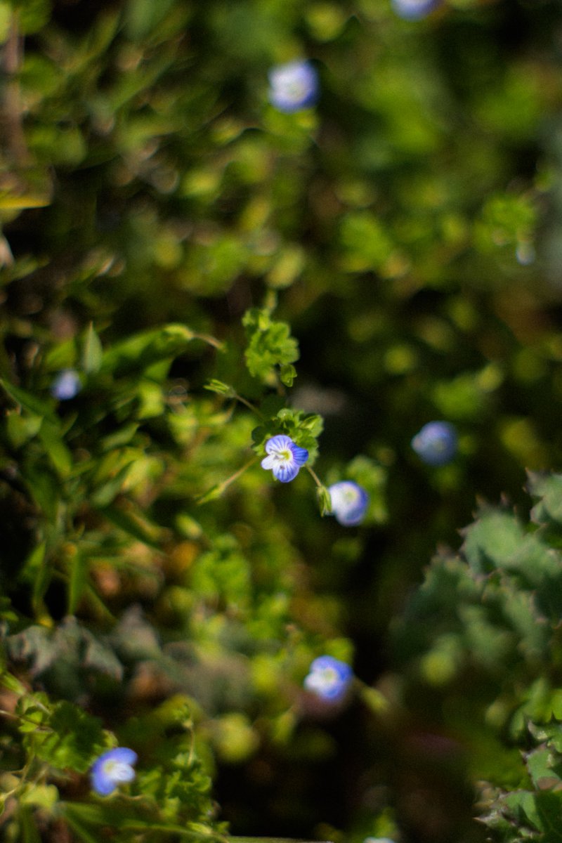 mashuu -ましゅう- tweet media