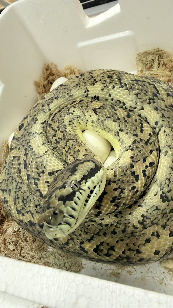 TN Pythons tweet media