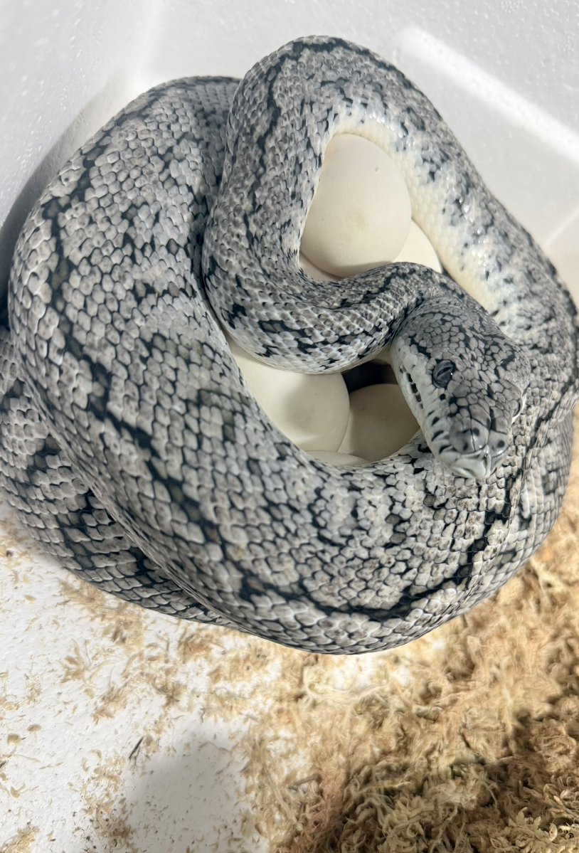 TN Pythons tweet media