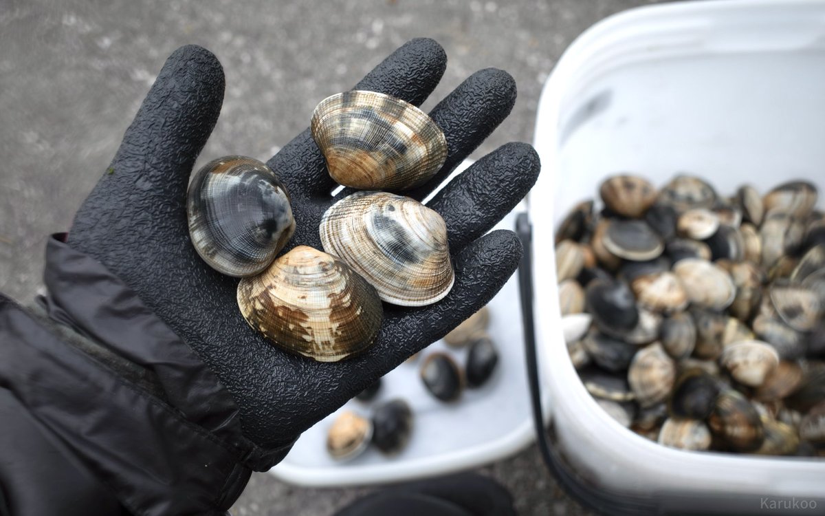 カルクウ tweet media