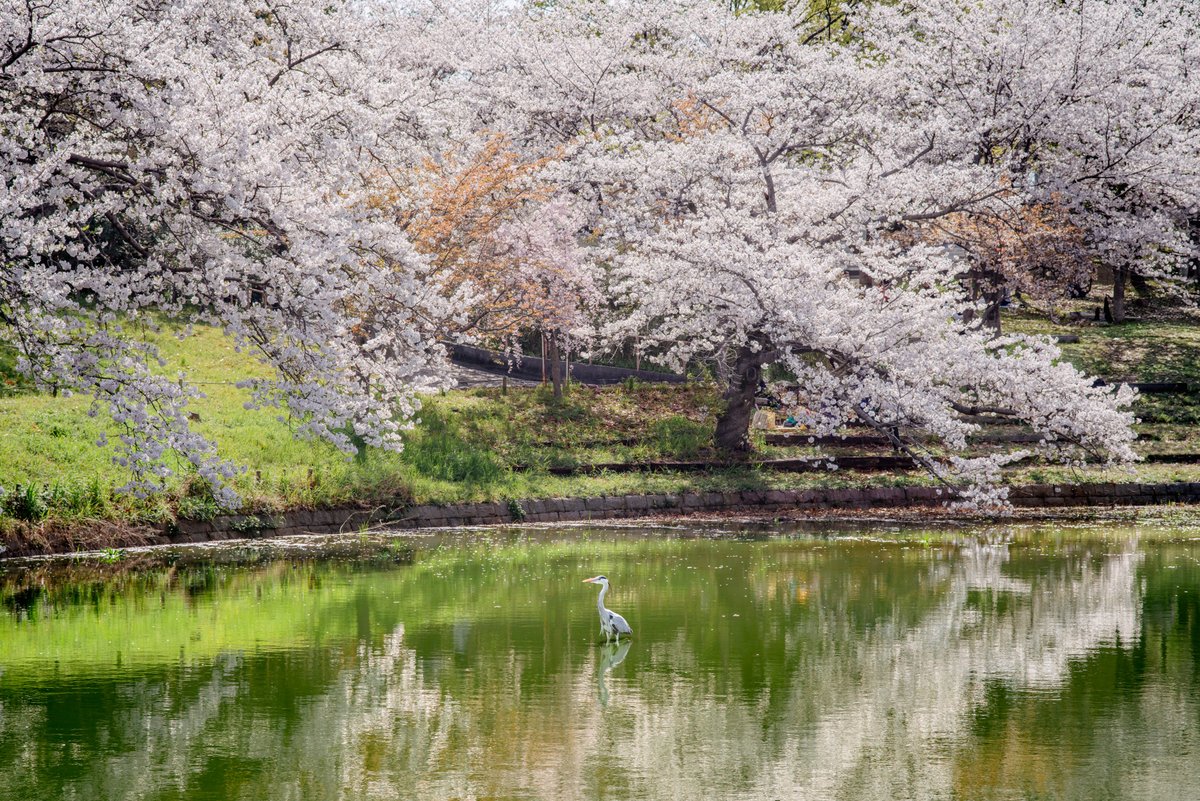 rikusenn0's tweet photo. IMGP1430
IMGP5371
IMGP1144
IMGP2925
#PENTAX https://t.co/t7WKfmecsH