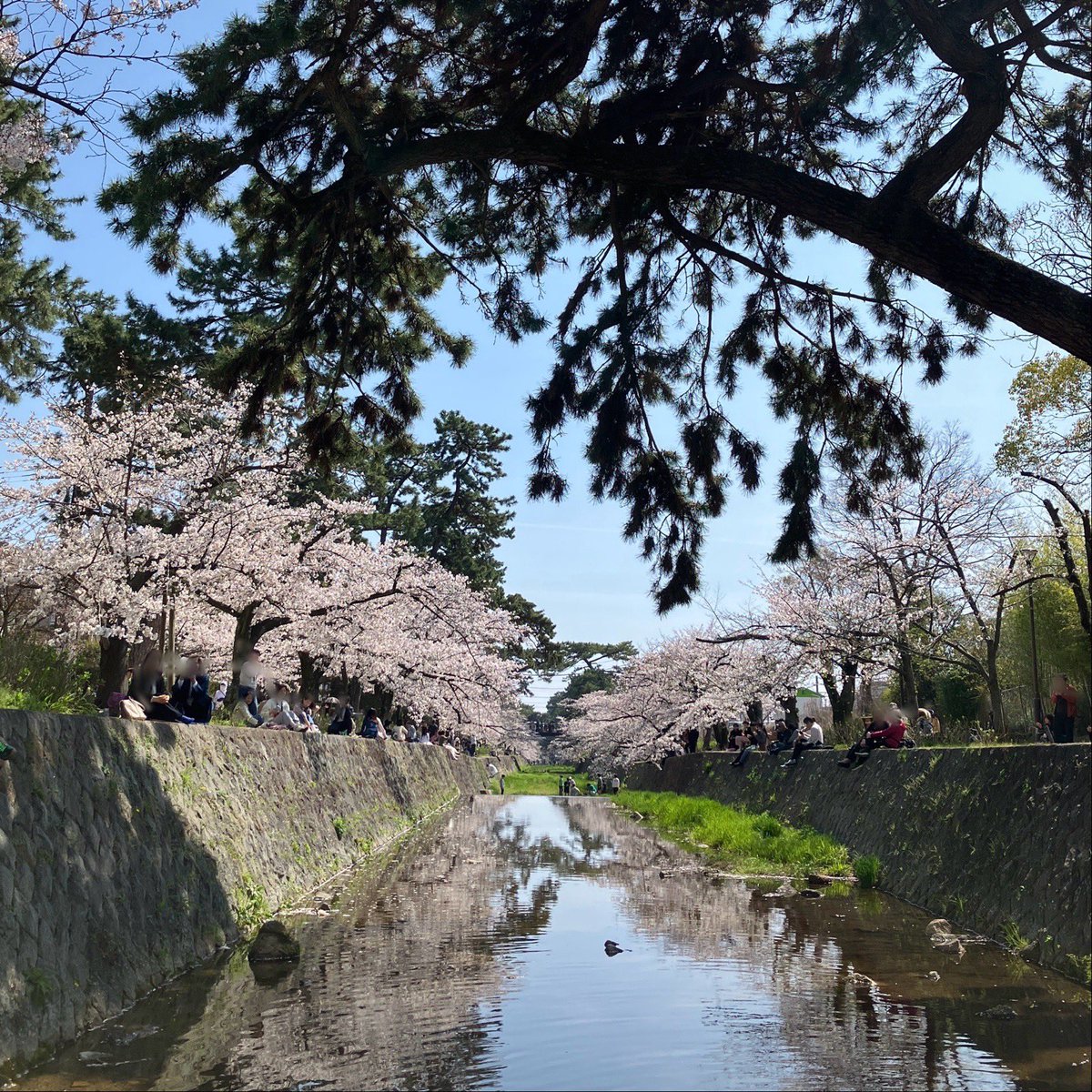 学生時代からの友人と夙川沿いをそぞろ歩くだけのお花見、今年もできた。来年も変わらずできますように。
きょうは花散らしの雨。
