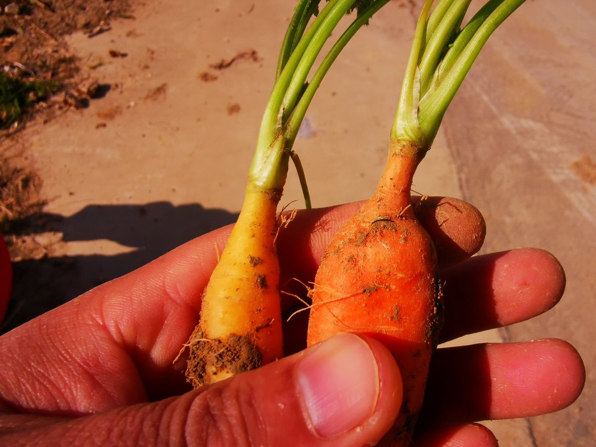 charliemaunder's tweet photo. Taste Test: Crispy Organic Carrots vs. Regular!   Organic carrots stay crisp for 3x longer in the fridge, with a sweeter, earthier bite. Regular ones wilt faster u0026 taste bland.  Pro tip: Pick organic for snacks—worth every penny!  #FoodReview #OrganicEats #SnackSmart https://t.co/KXFUJ9HJhA