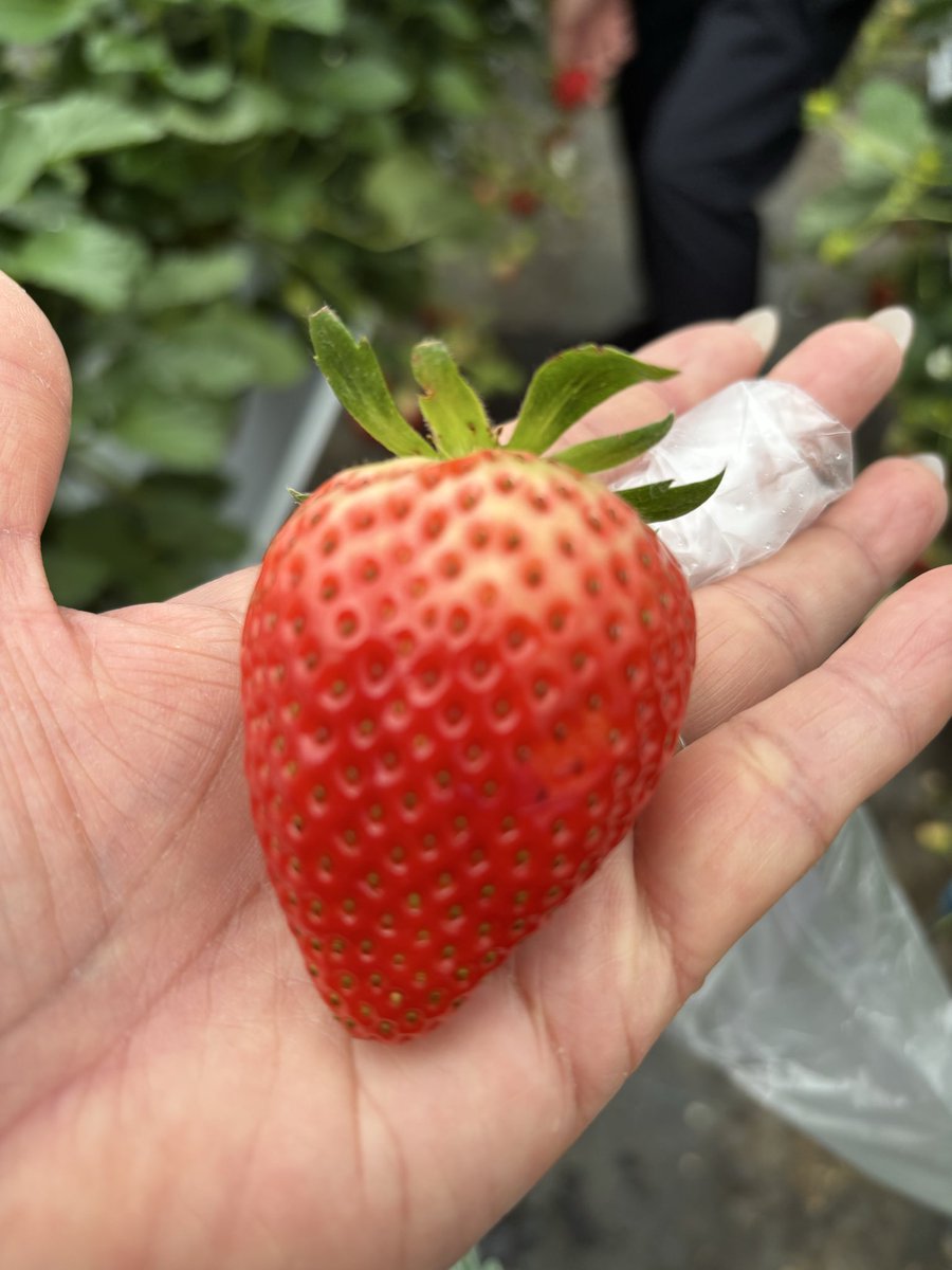 jun53730677's tweet photo. 春休み最後のお出かけ
思い出したように、去年買えなかった栃木のレモン牛乳を探しに
佐野ＳＡにいっぱいありました笑
時間あったから、いちご狩りと、アウトレット寄って帰り道
いちごでお腹いっぱいになり、佐野ラーメンは食べられず
#ちい活
#スカイベリー
#マリンちゃんにも食べさせてあげたい https://t.co/UOaeI3gbdU