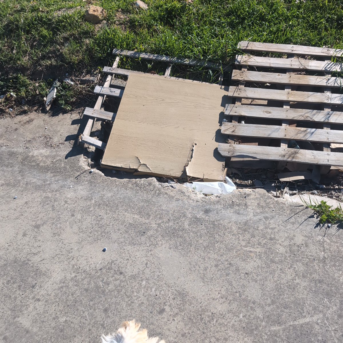 Y Conde de Alameda tweet media