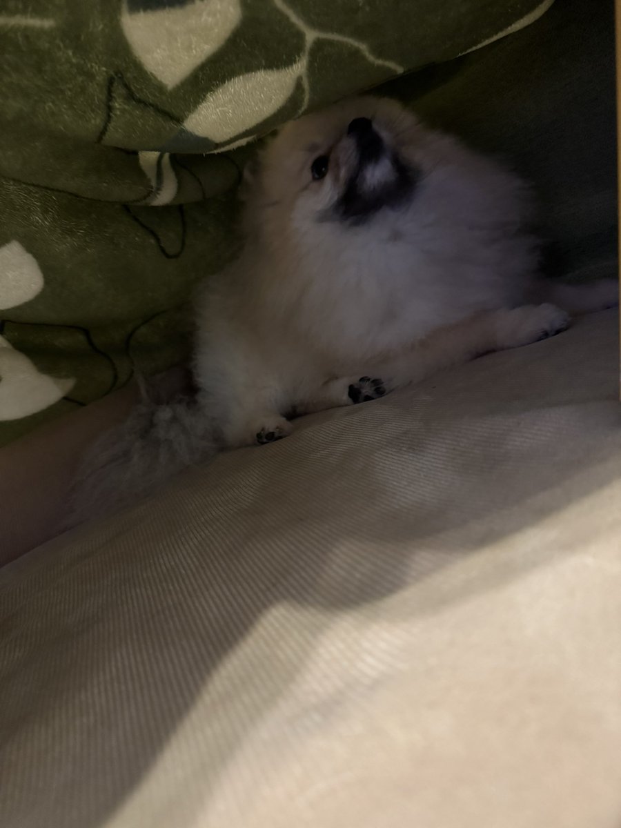 ここあ tweet media