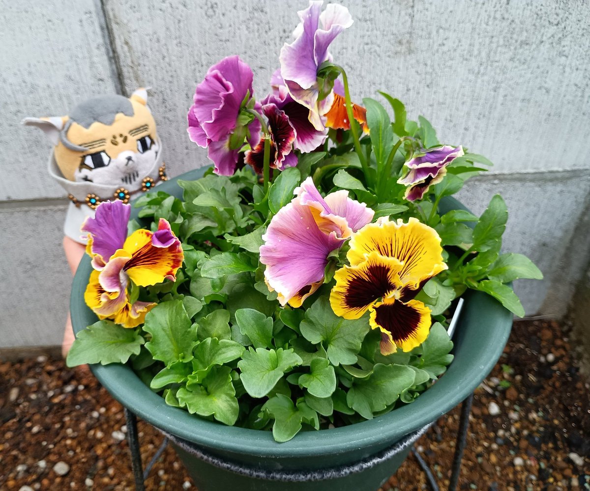 躑躅蜜 tweet media