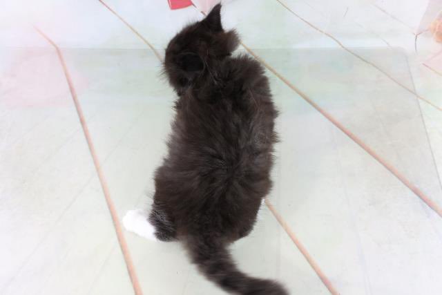 魚介系サイベリアン🐟🐾 tweet media