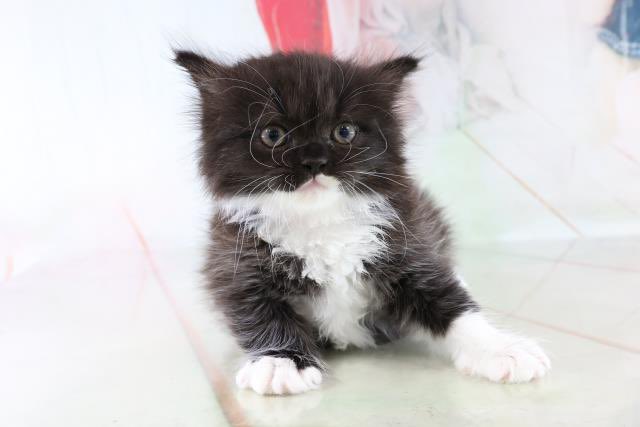 魚介系サイベリアン🐟🐾 tweet media