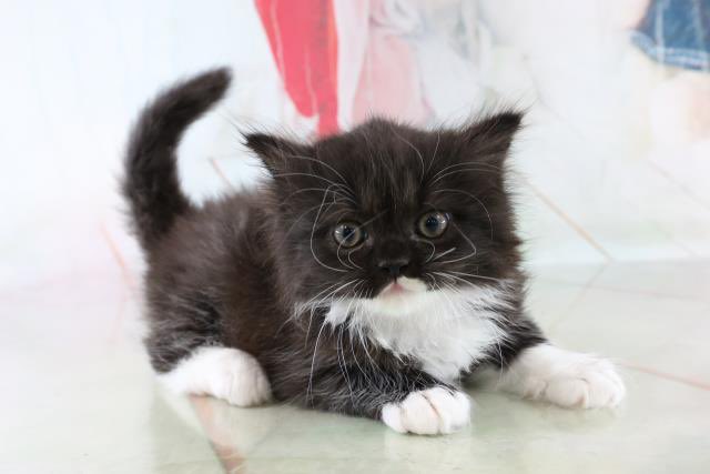 魚介系サイベリアン🐟🐾 tweet media