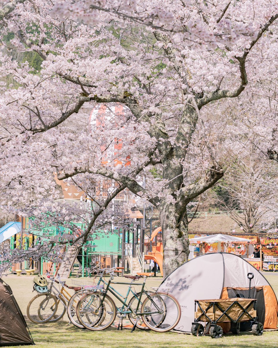 popgrumpy's tweet photo. 【sakura × picnic × tokyobike】
春休み中のこどもたちを連れて🌸🧺🚲 https://t.co/a9J80l3TSU