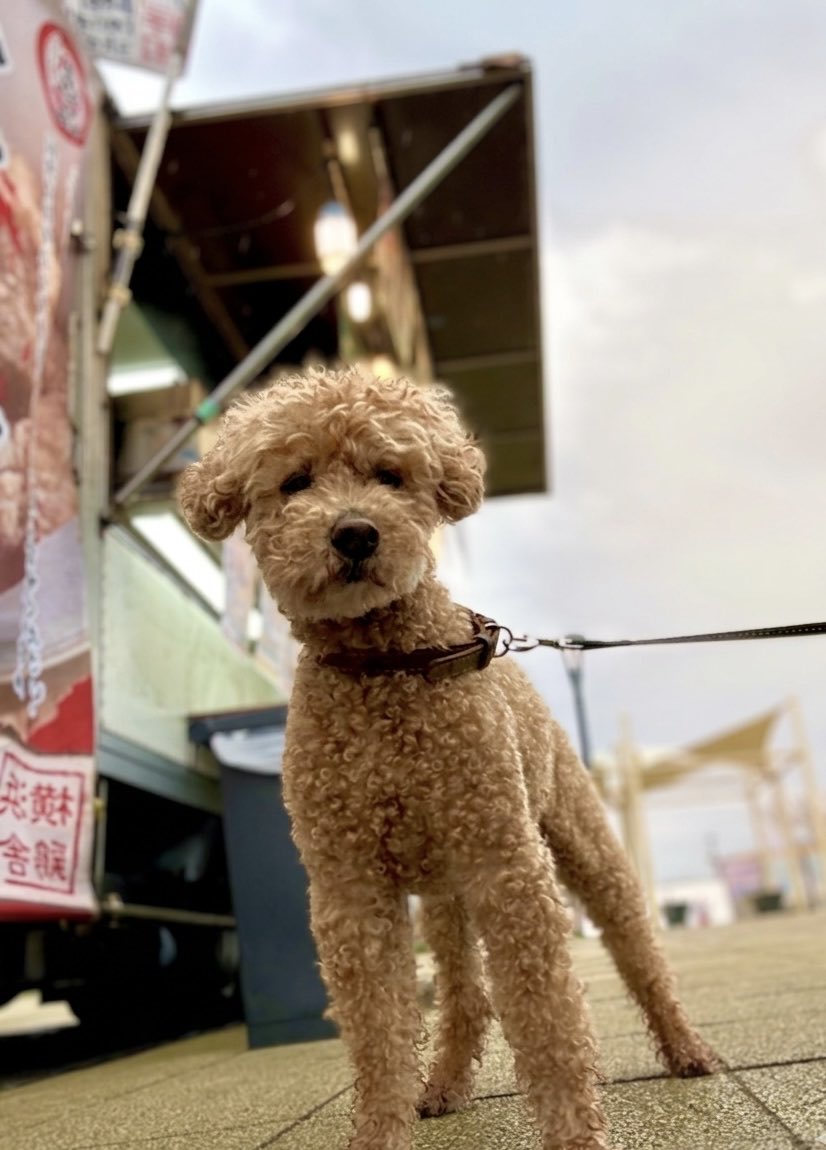4/4  焼そば

雨が降る前に早めの散歩🐕

２、３人ぐらいしか居ない公園にポツンとキッチンカー🚚

暇そうなお店の人に焼そば一つって頼んだけど、
……えっ？ほんとに？って顔しなくても…😑

なんか、こっちが恥ずかしかったよ…😰

でも、出来立て！👍
#トイプードル  #老犬