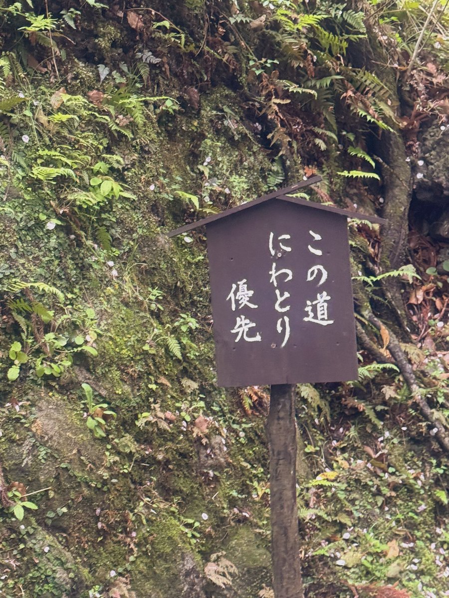しろくま tweet media
