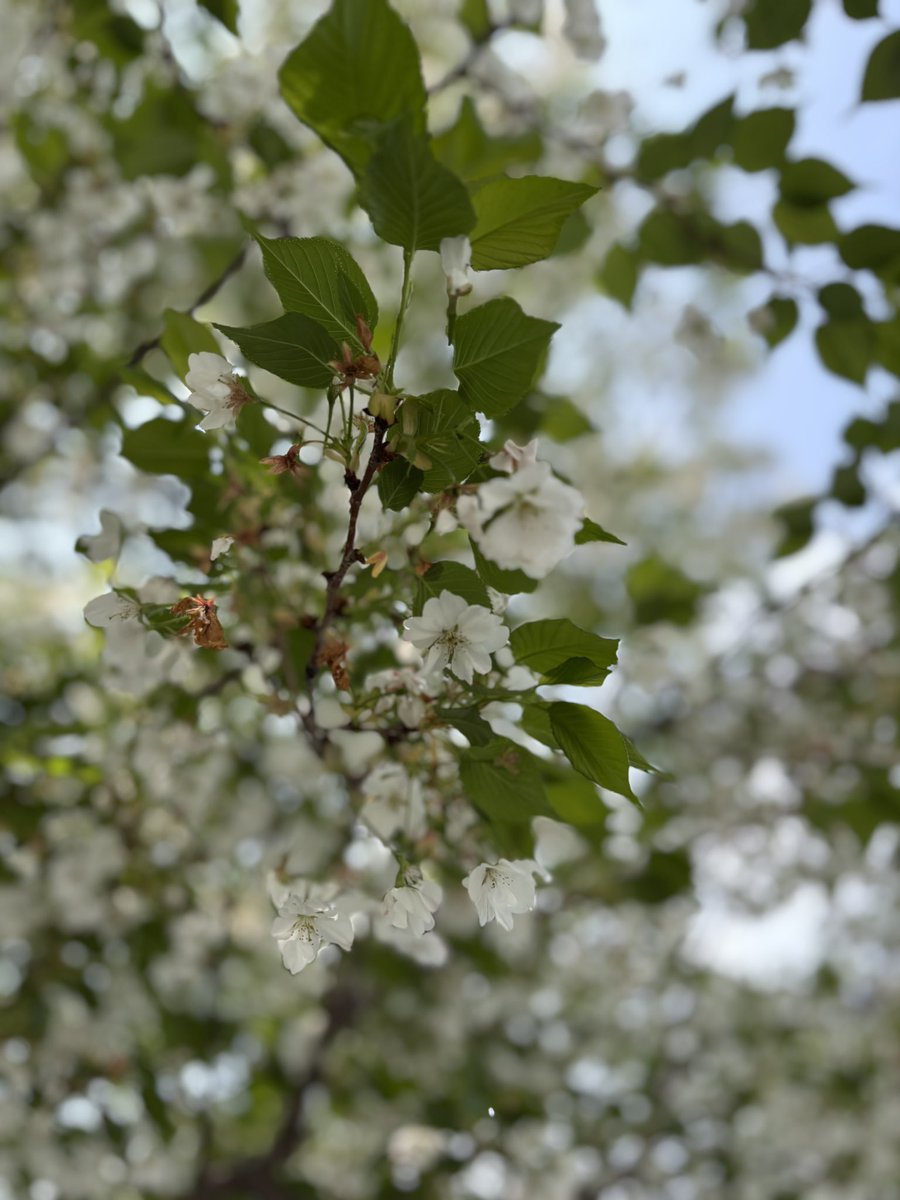 Luck Luke tweet media