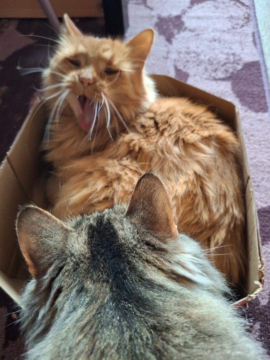 Babytappy's tweet photo. Was trying to take a photo of Kultapallo yawning in the cardboard box but then Kerttu stuffed her head to the picture too 😹 .

#cats #caturday https://t.co/68fIUbvkh8