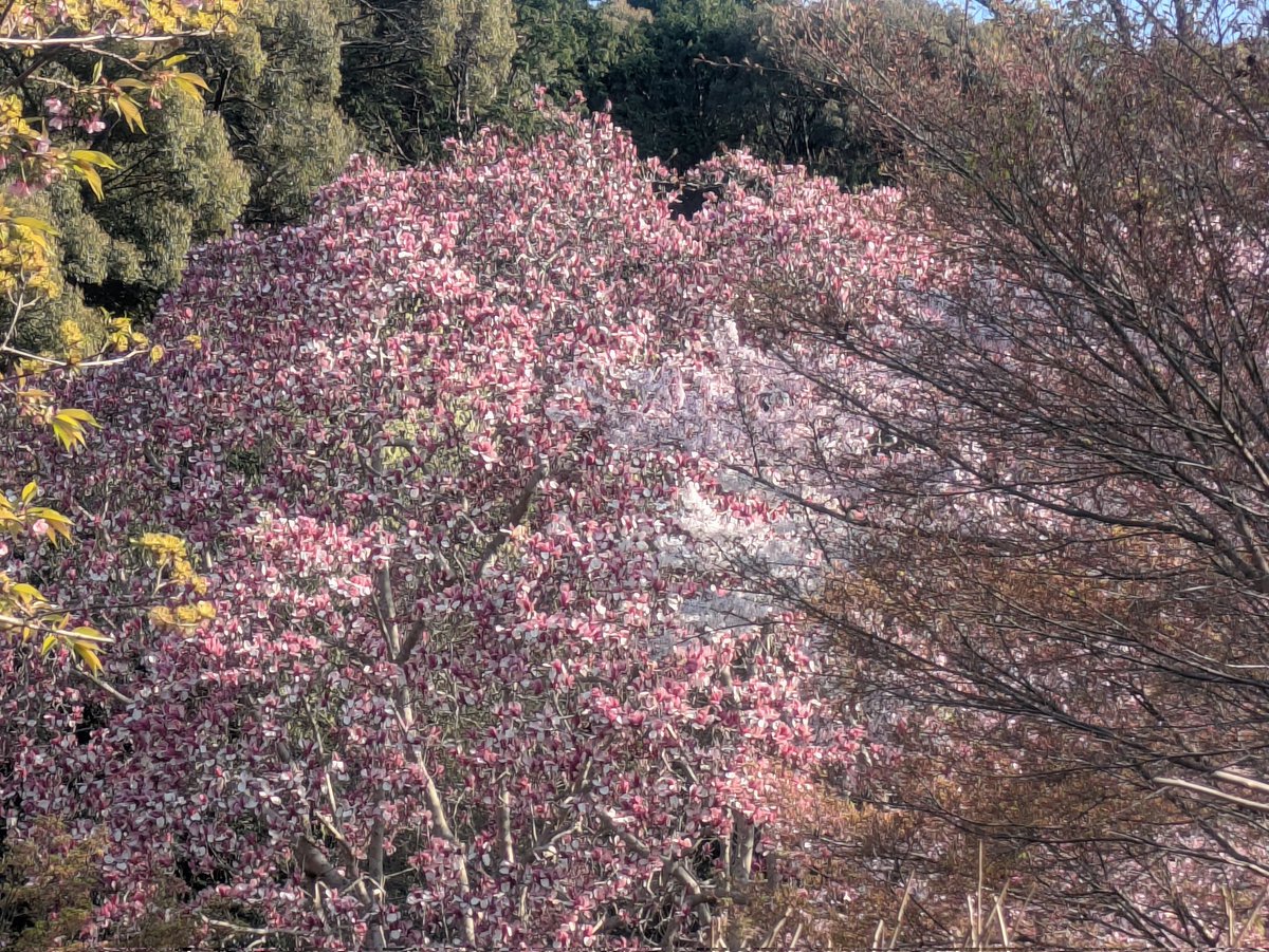 昨日の夕方の紫木蓮