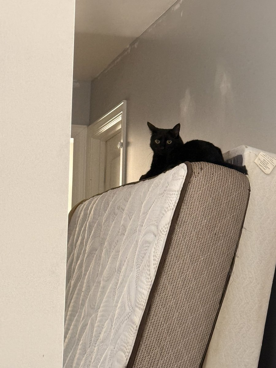 Little Red Trying Hood tweet media