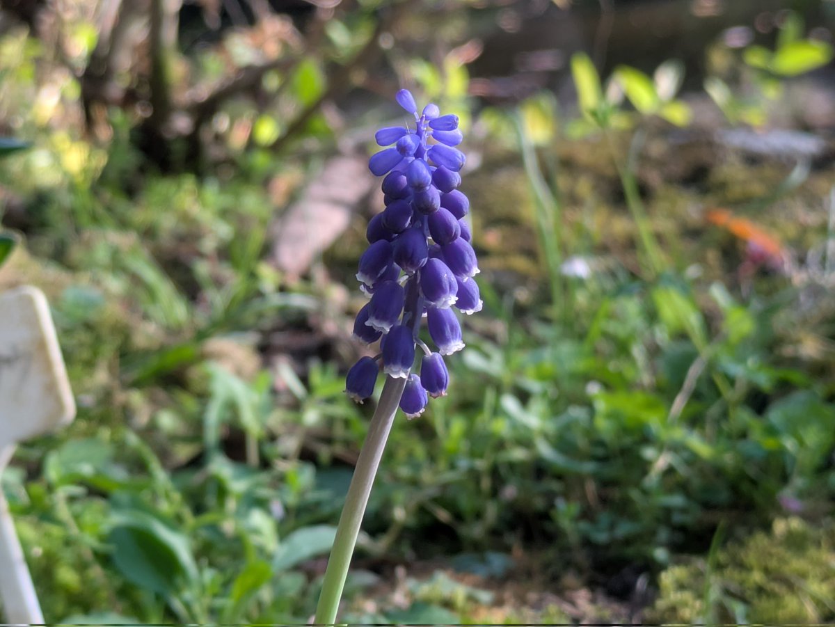 ムスカリも咲いています。