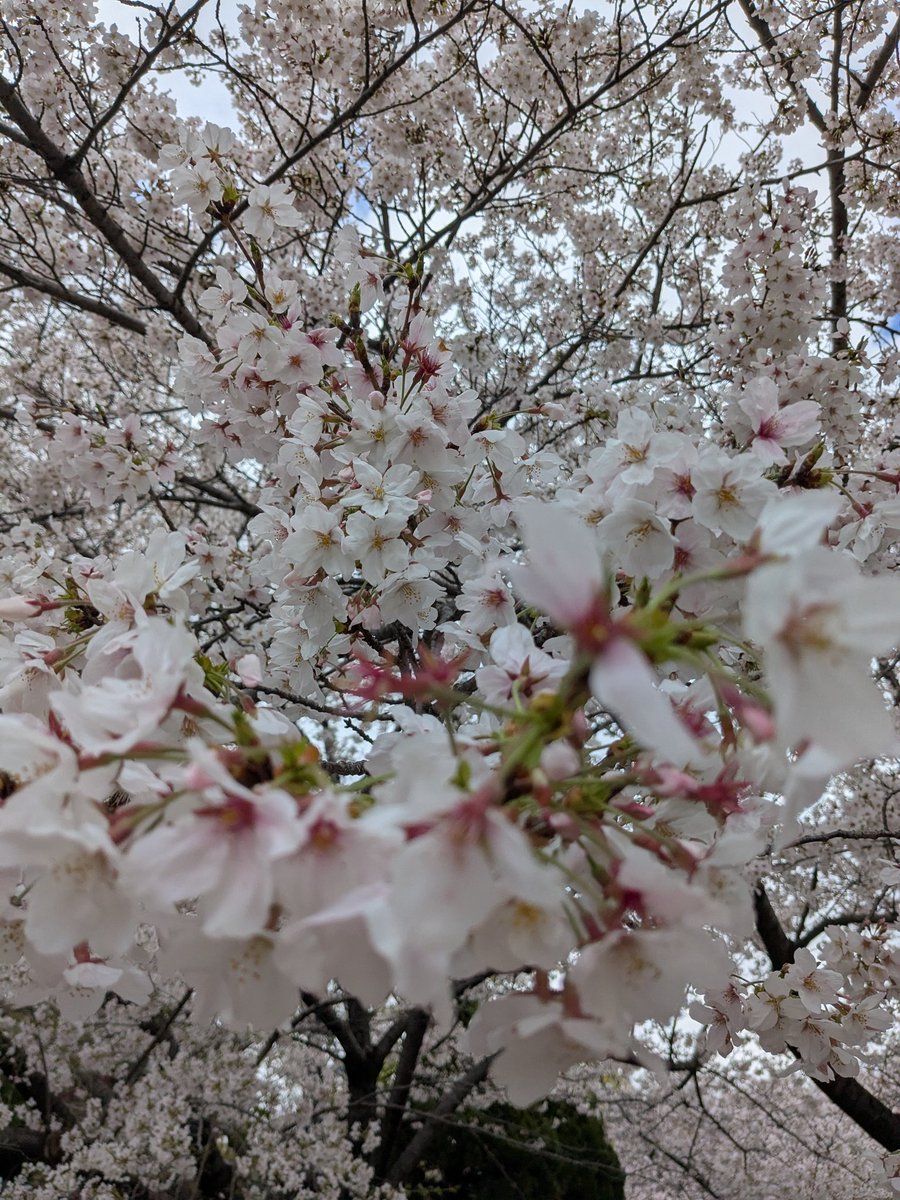 とんちゃん tweet media