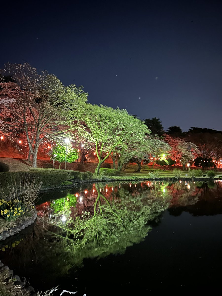 烏ヶ森公園の夜桜です。 昼間に続いて夜もお花見の方で賑わってました