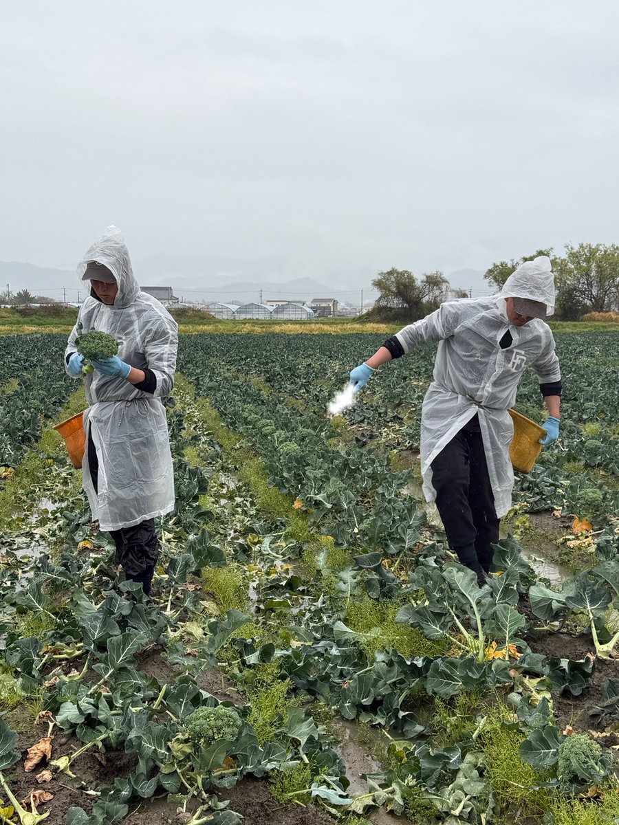 高知ファイティングドッグス ドッキー tweet media