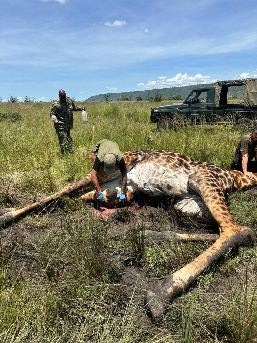 Kenya Wildlife Service tweet media