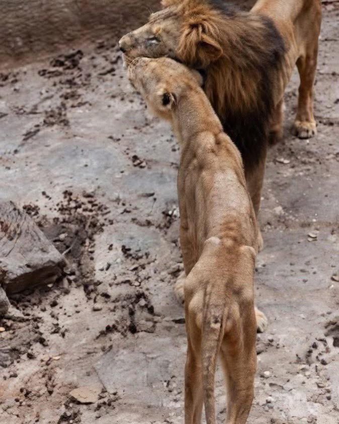 Henrique, ex-minister van Twit. 🇵🇹🇳🇱 tweet media