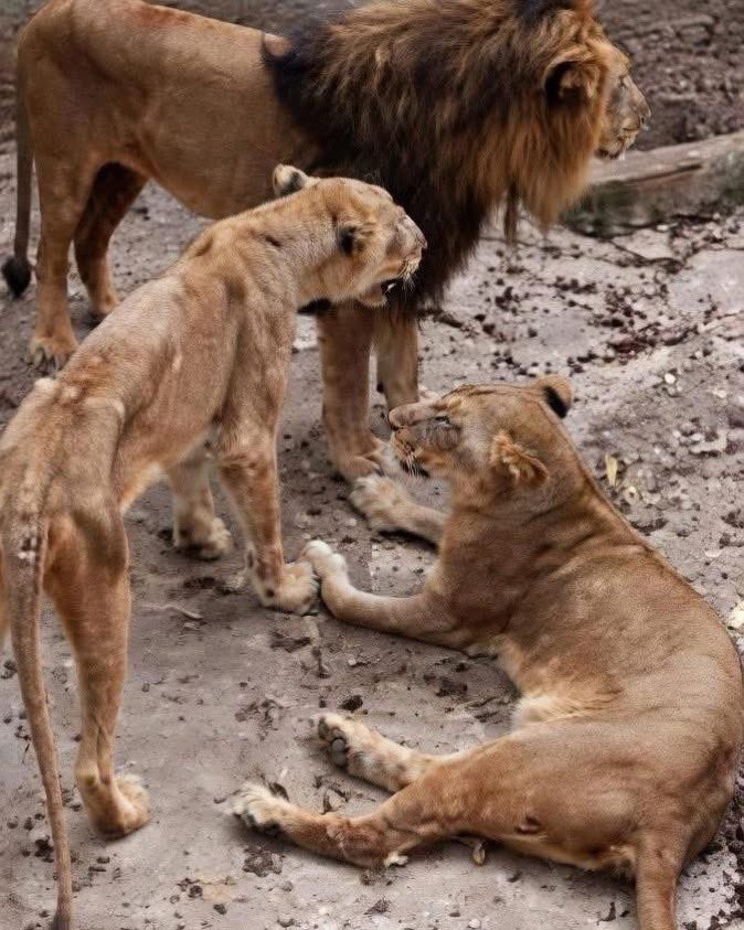 Henrique, ex-minister van Twit. 🇵🇹🇳🇱 tweet media