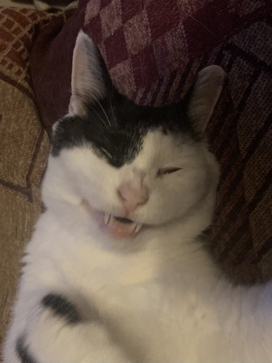 GailWilliams32's tweet photo. @JaneFallon Yep AI can be awful at times. This, however, is not AI generated, it’s my cat being an idiot pre-yawn 😂 https://t.co/ORCdYJF7p6