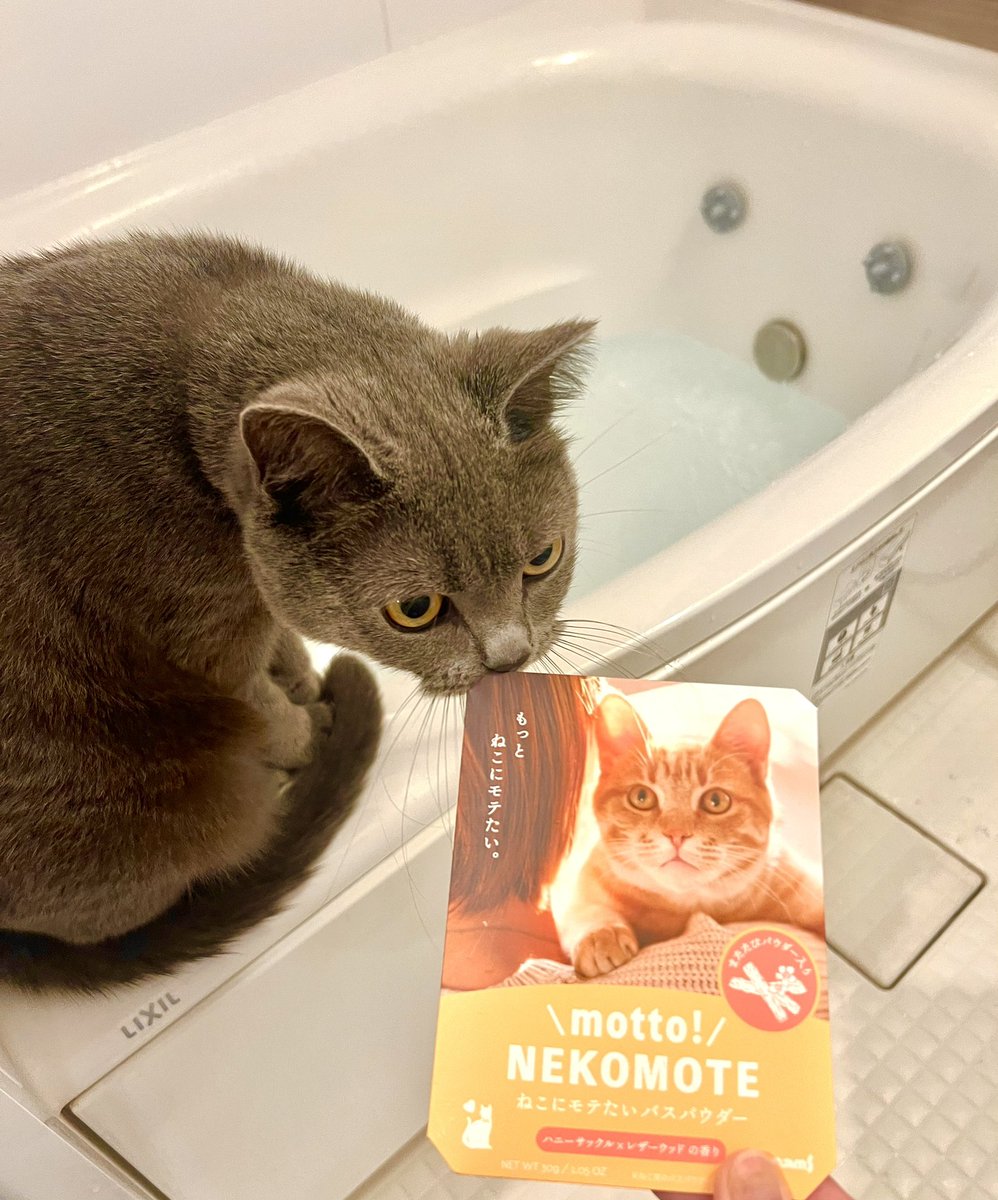 SakuDaaa's tweet photo. いまからねこにモテます！
#ブリティッシュショートヘア
#猫 https://t.co/9Y7BgTFq9U