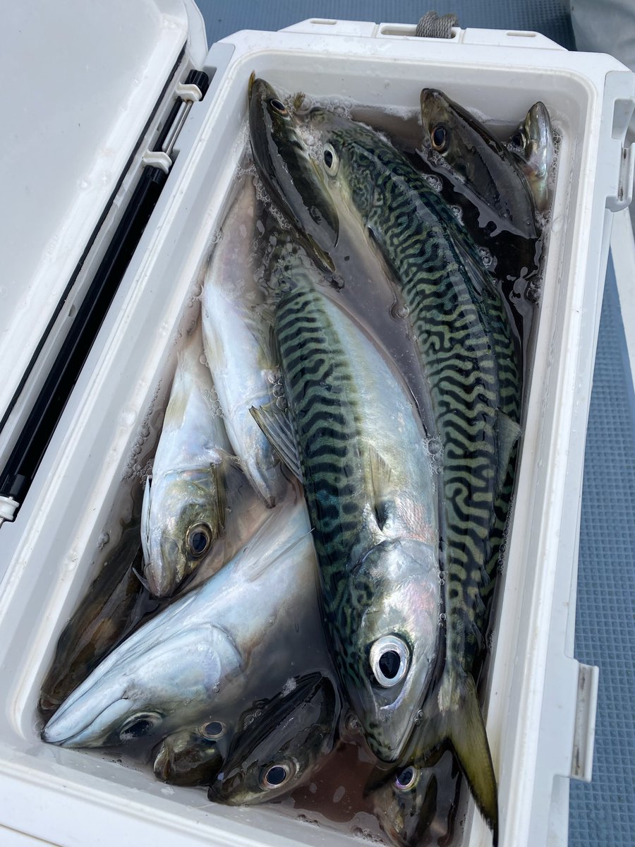 よしださん（変態ビシアジおじさん） tweet media