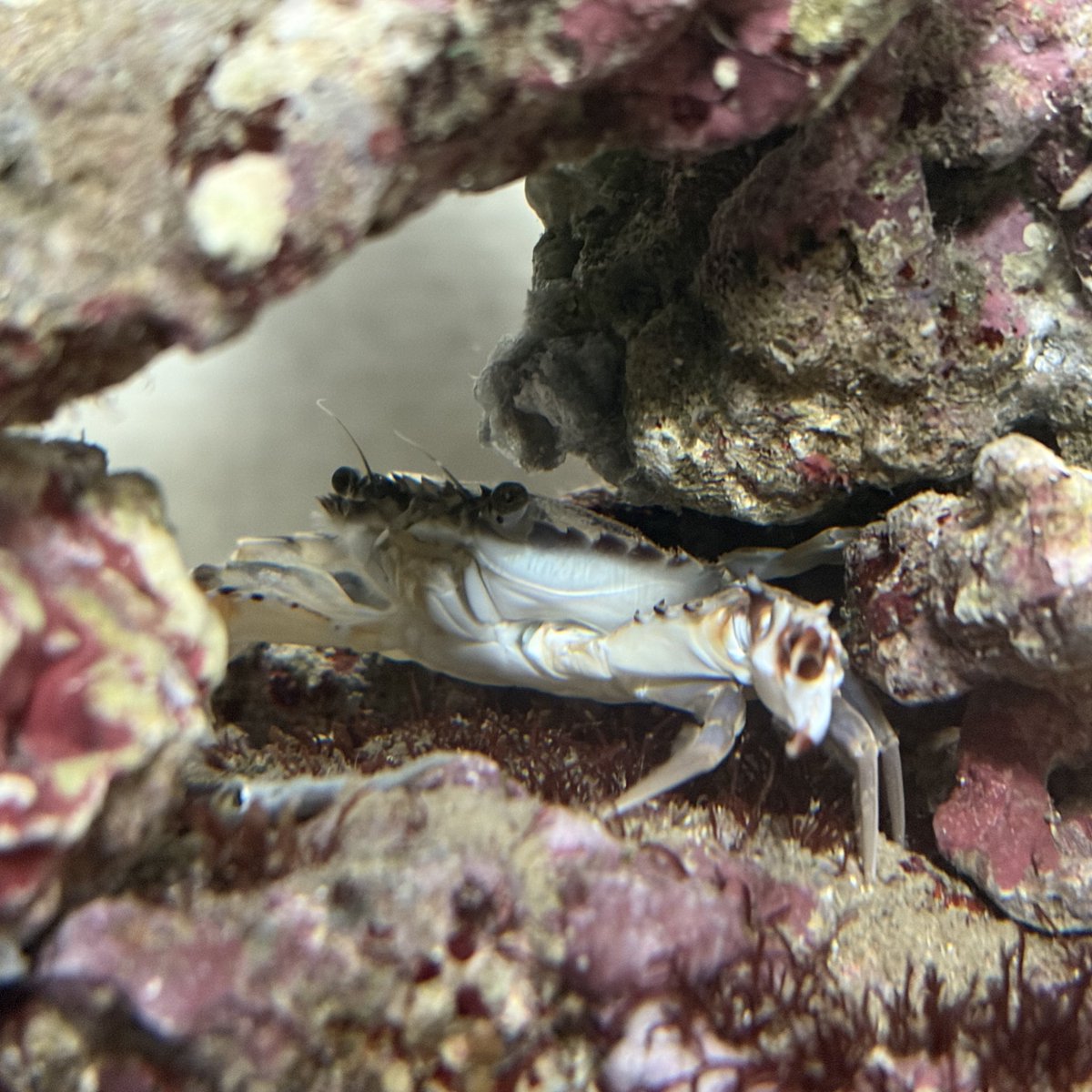 🌹ドMさん🌹 tweet media