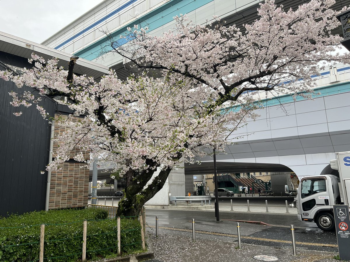 まゆた☆ tweet media