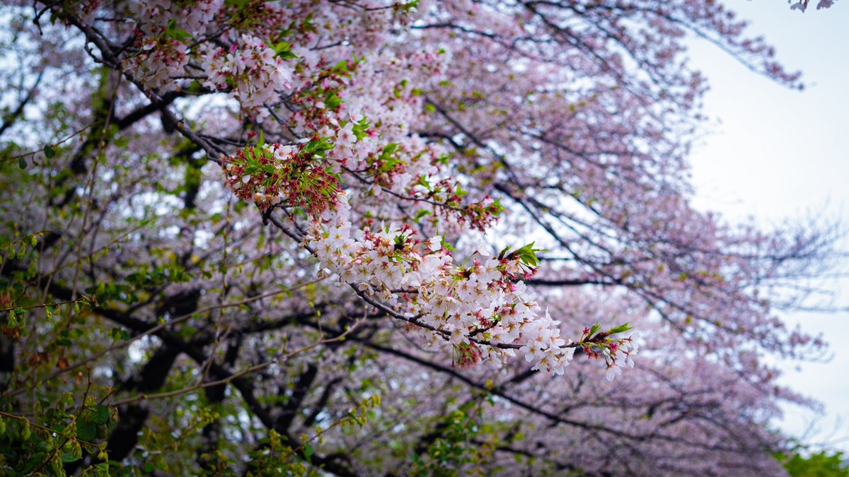 Flick_Shot's tweet photo. 今日の戦利品
#photography  #photo 
#写真
#写真好きな人と繋がりたい https://t.co/rAw81Q3WBH