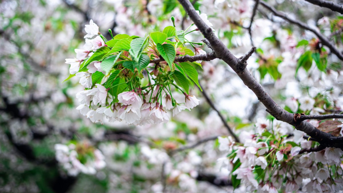 Flick_Shot's tweet photo. 今日の戦利品
#photography  #photo 
#写真
#写真好きな人と繋がりたい https://t.co/rAw81Q3WBH
