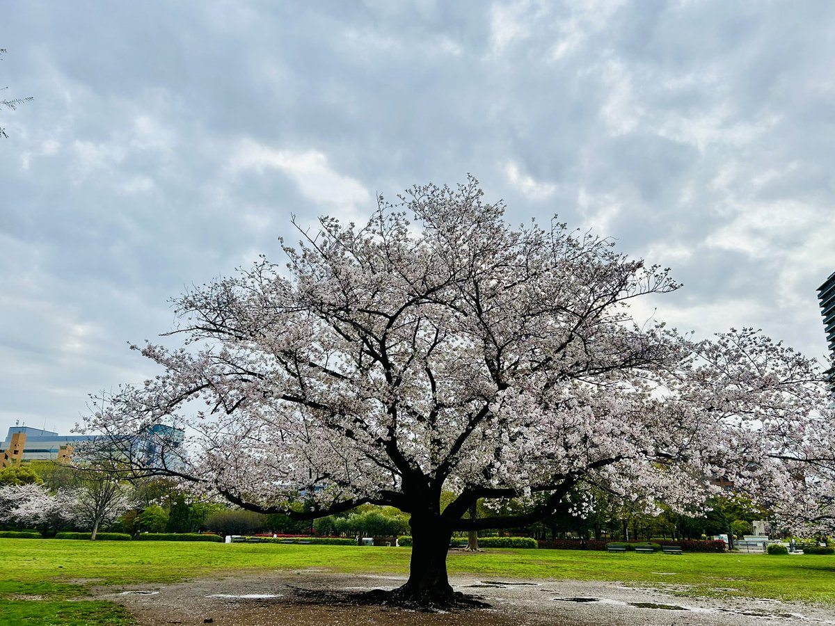 木場ぴくひこ tweet media