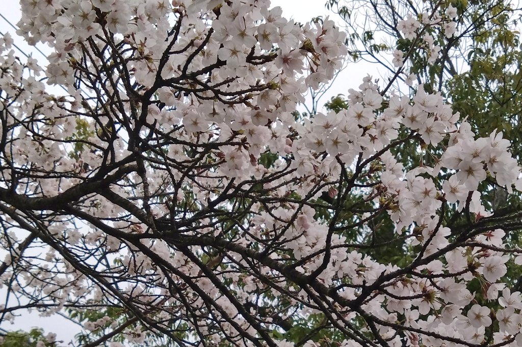 ロロ(雑多アカ) tweet media