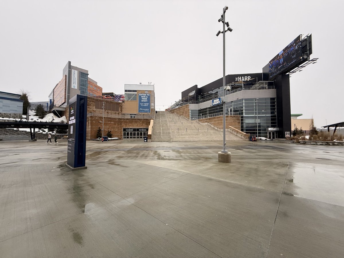 Free Lions tweet media