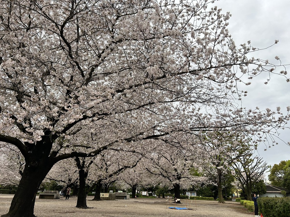 木場ぴくひこ tweet media