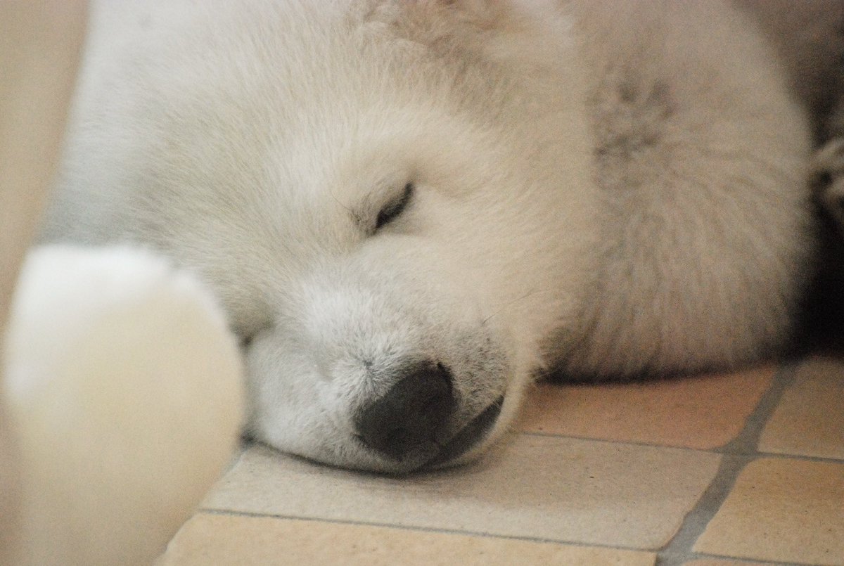 おやびん tweet media