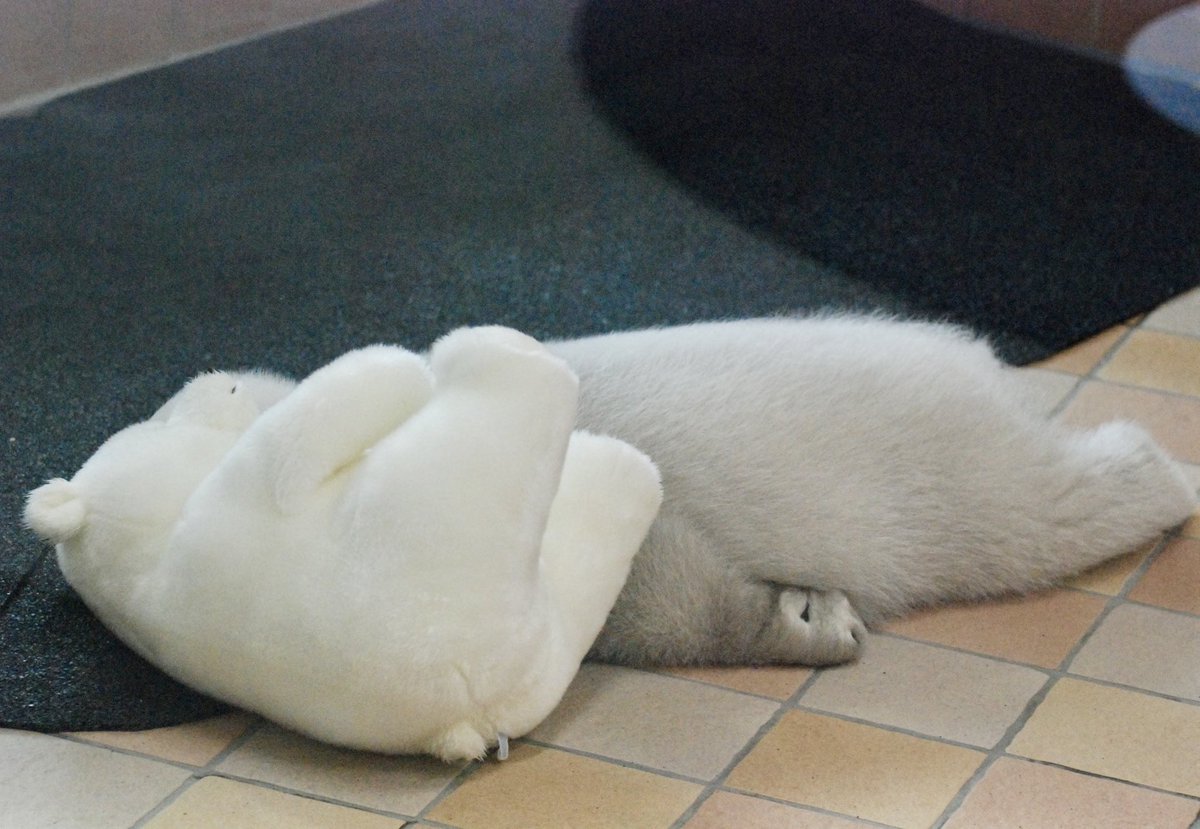 おやびん tweet media