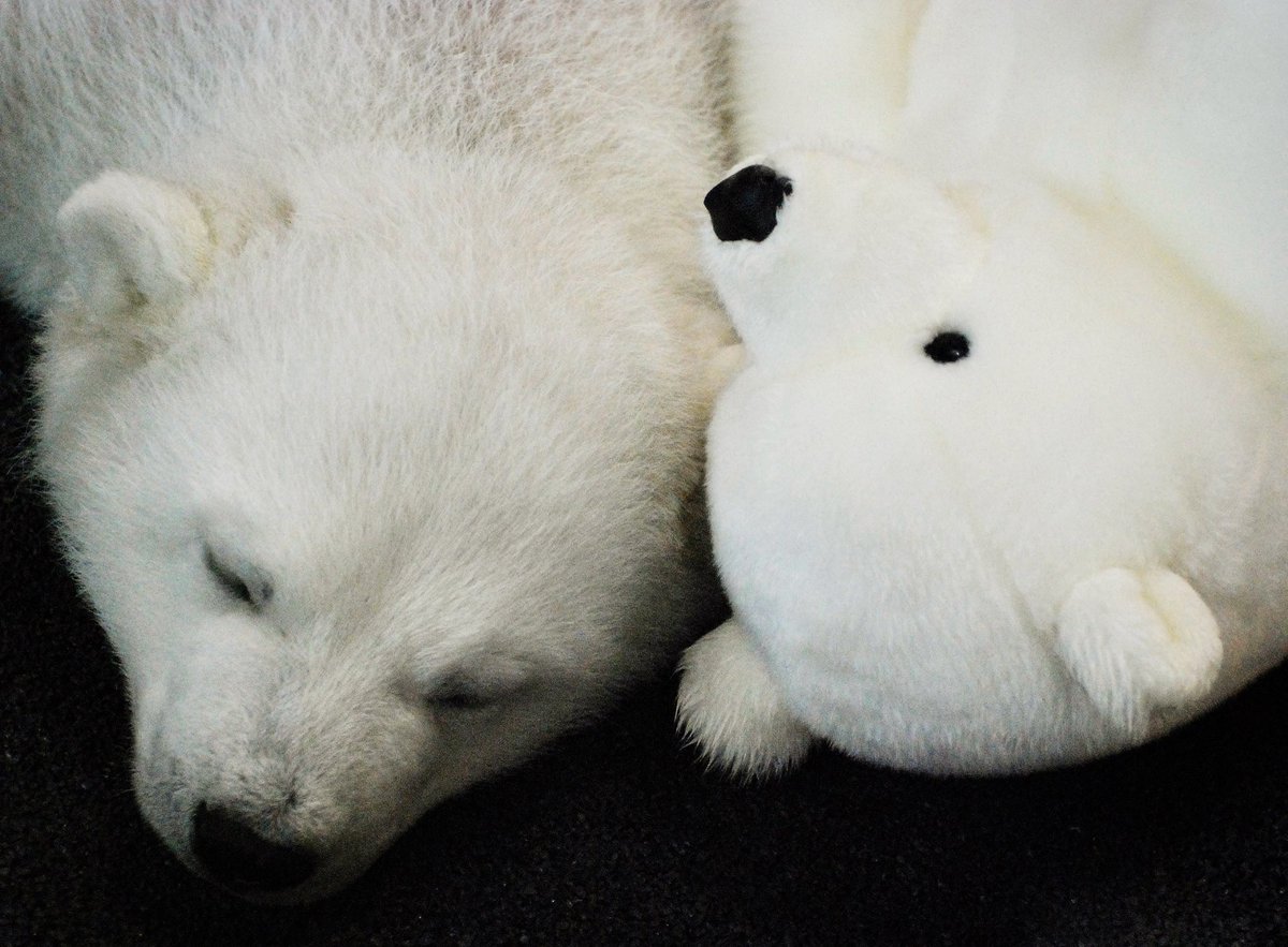 おやびん tweet media