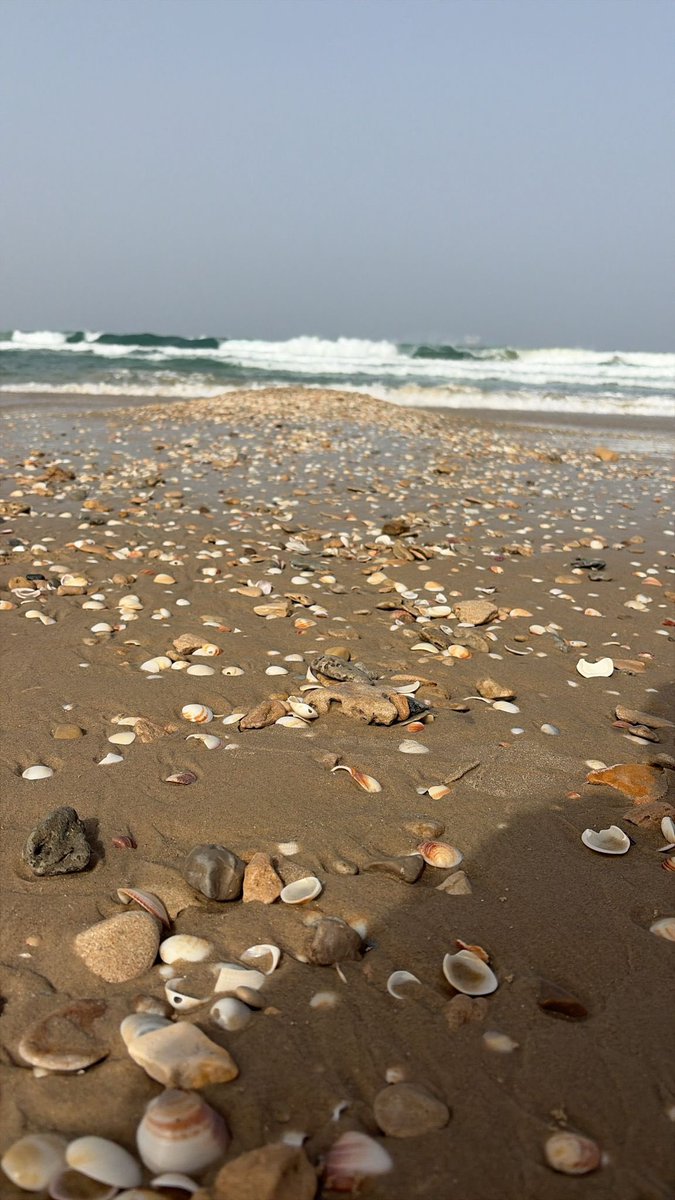 רוני כהן 🙆♀️ tweet media