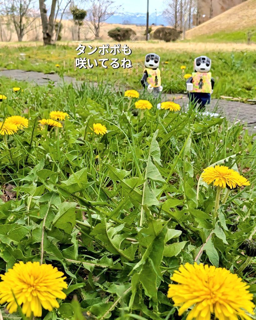 友助(ともすけ) tweet media