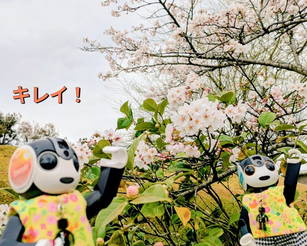 友助(ともすけ) tweet media