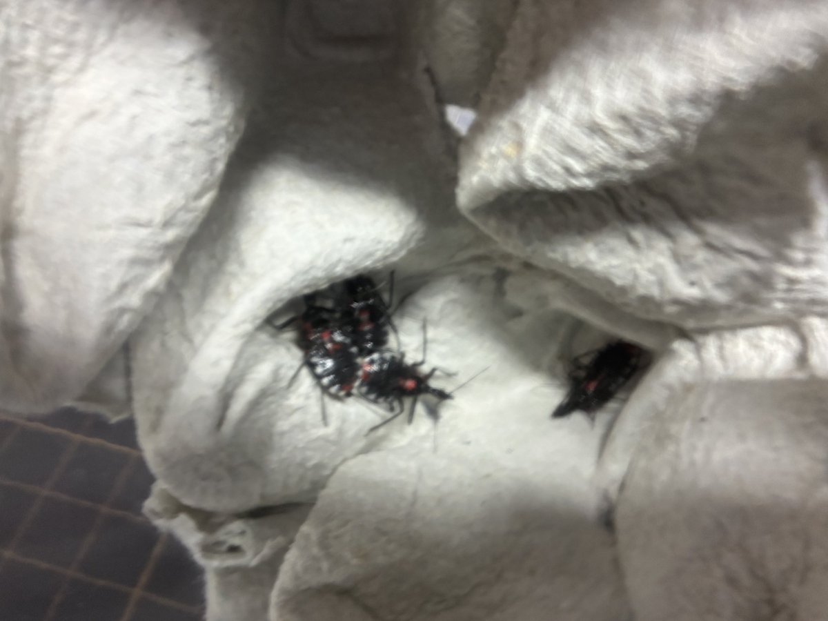 長島聖大(ピン・セイダイ) tweet media