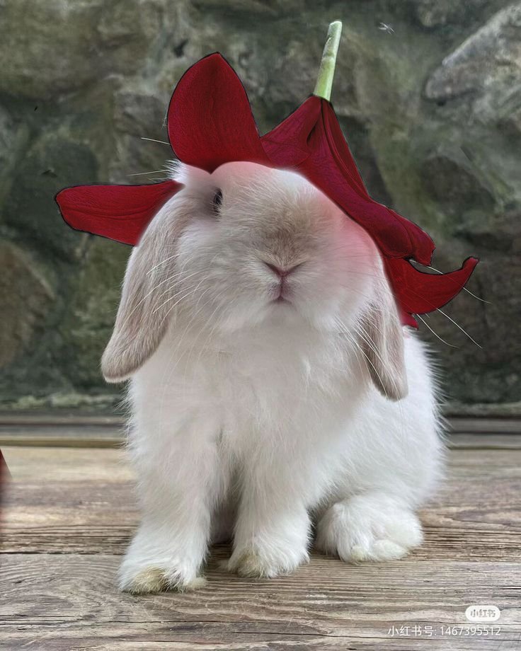 james' crop top is red 🎐 tweet media