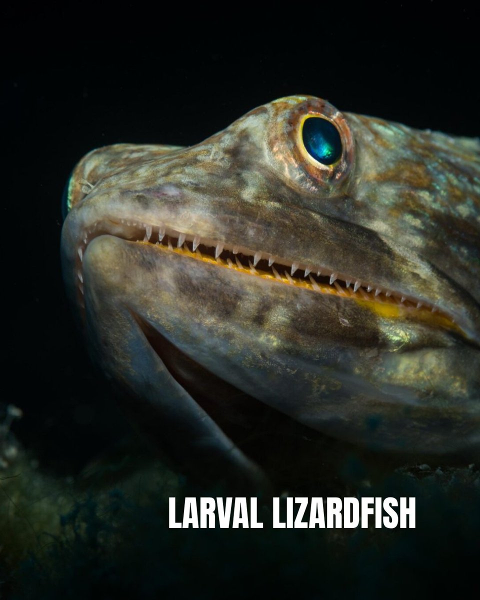 PADI's tweet image. Some marine animals are nocturnal, meaning they only venture out at night. So grab your dive light and head into the water after sunset, because these creatures of the night are worth staying up for. 🔦🐙

Learn more 🔗 blog.padi.com/marine-animals…

#PADI #MarineAnimals #Underwater