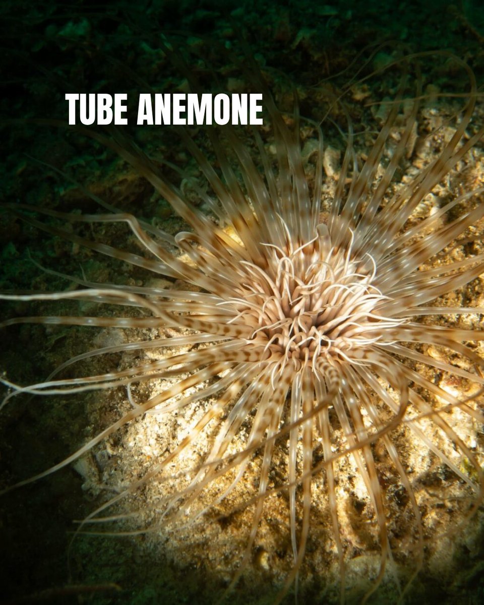 PADI's tweet image. Some marine animals are nocturnal, meaning they only venture out at night. So grab your dive light and head into the water after sunset, because these creatures of the night are worth staying up for. 🔦🐙

Learn more 🔗 blog.padi.com/marine-animals…

#PADI #MarineAnimals #Underwater